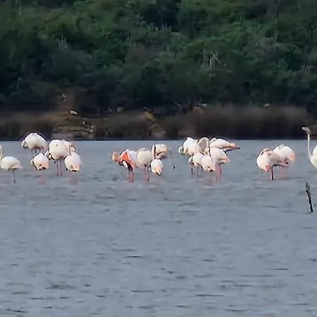Casa Di Leccia, Superbe A Proximite Immediate Des Plages, Piscine Privee